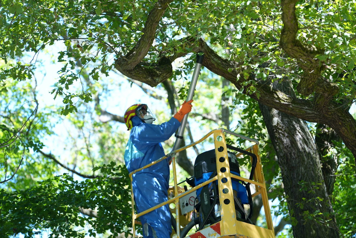 The Caterpillars Are Coming. Is Your Home Ready?